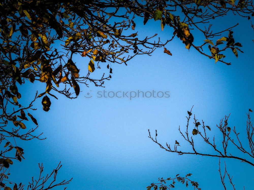 Similar – Es schreit nach Frühling.