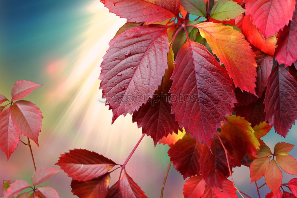 Similar – Image, Stock Photo leaf Leaf Autumn