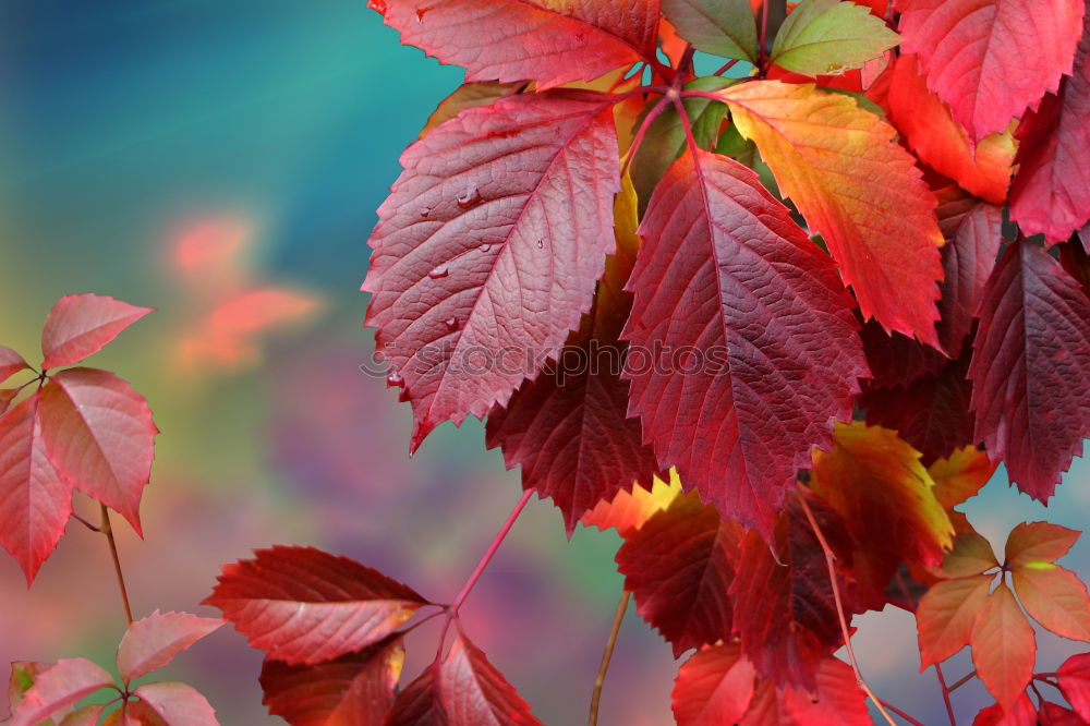 Similar – foliage Hazelnut leaf