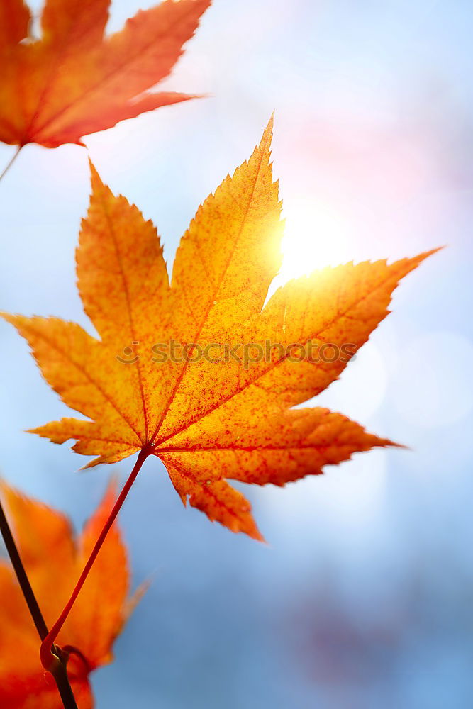 Similar – Image, Stock Photo Hand holding a leaf Nature