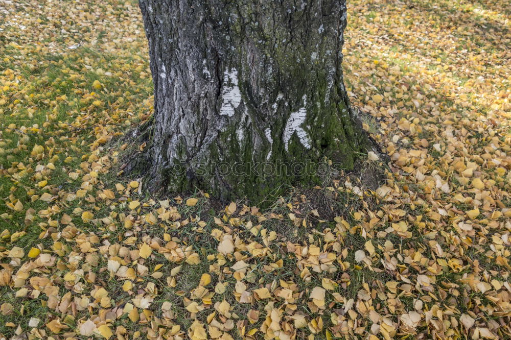 Image, Stock Photo Shadow of maple leaf on tree bark