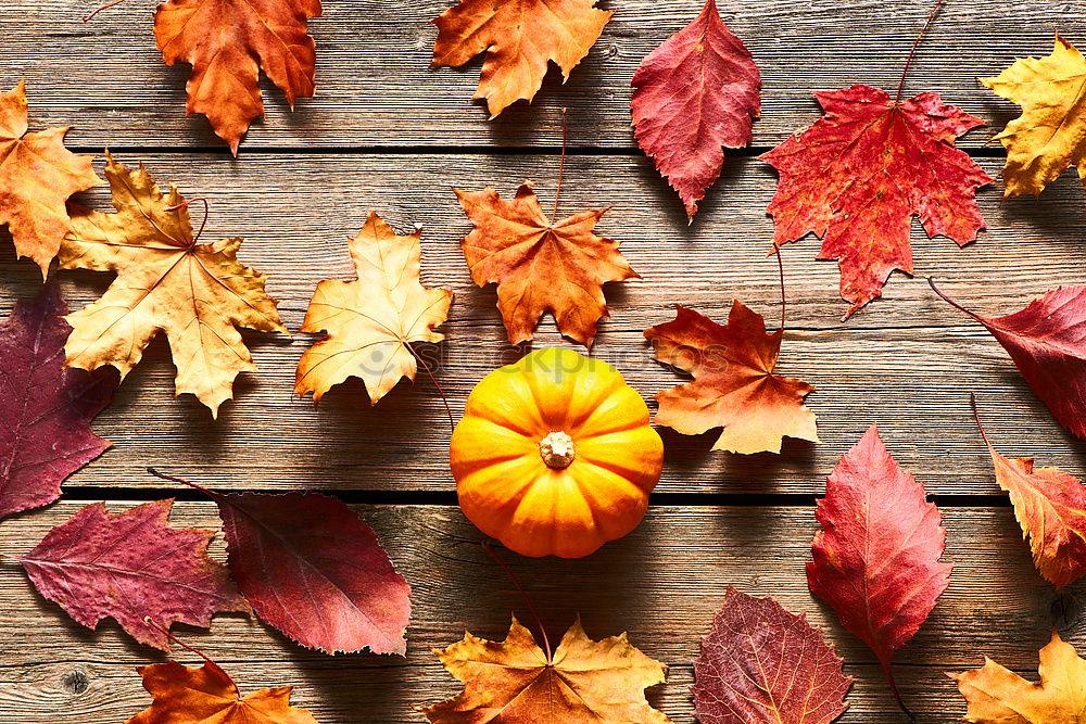 Similar – Autumn decoration with pumpkin and make leaves