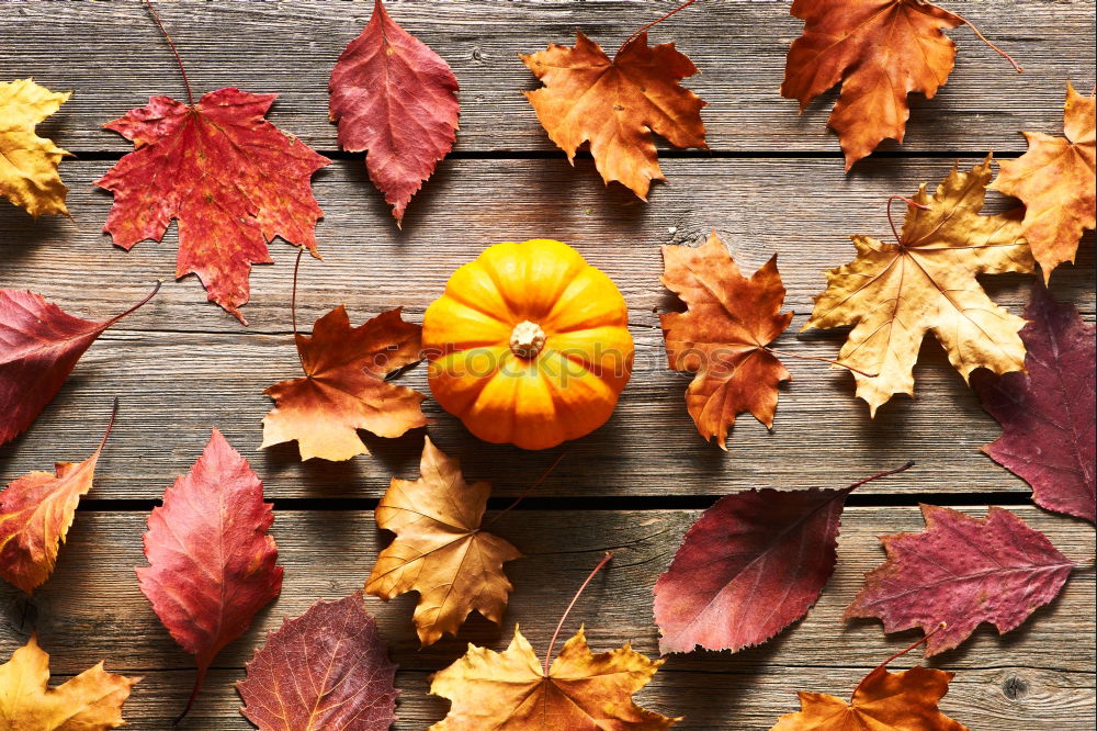 Similar – Image, Stock Photo Autumn decoration handicraft