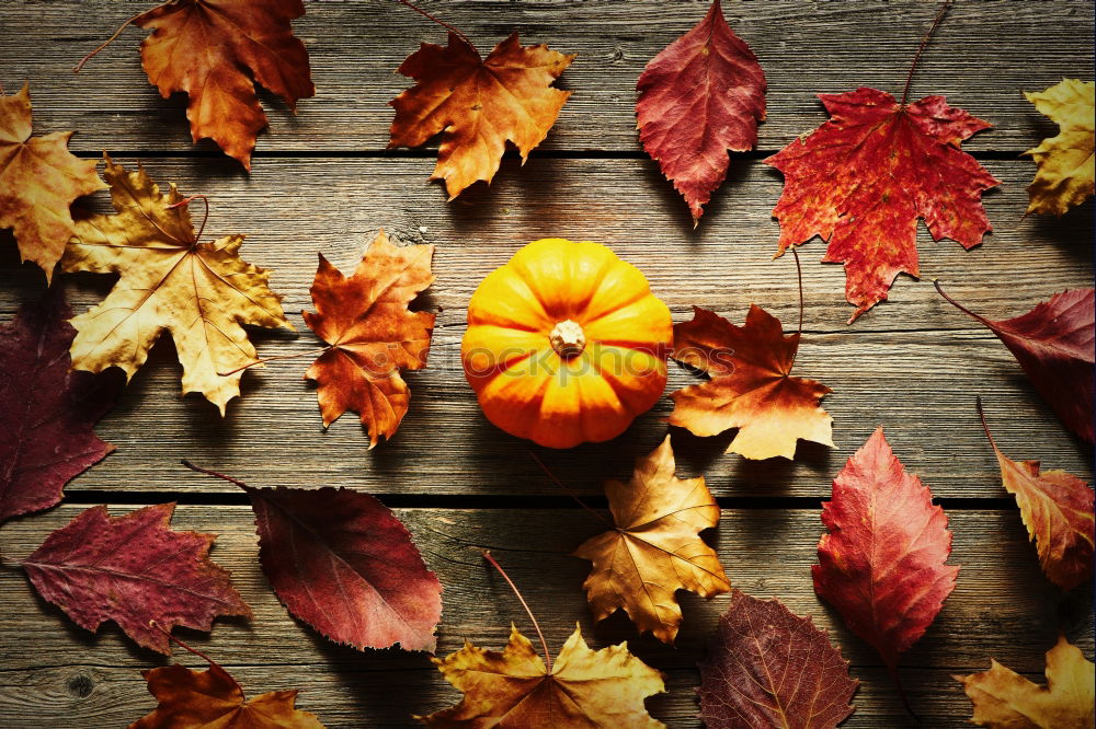 Similar – Image, Stock Photo Autumn decoration handicraft