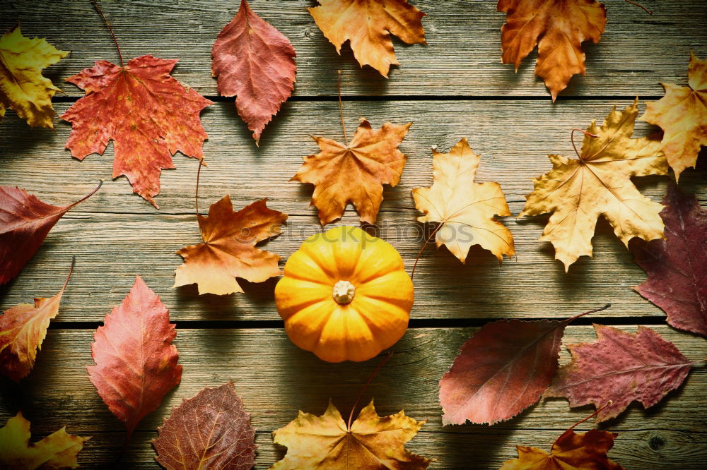 Similar – Autumn atmosphere on the garden table