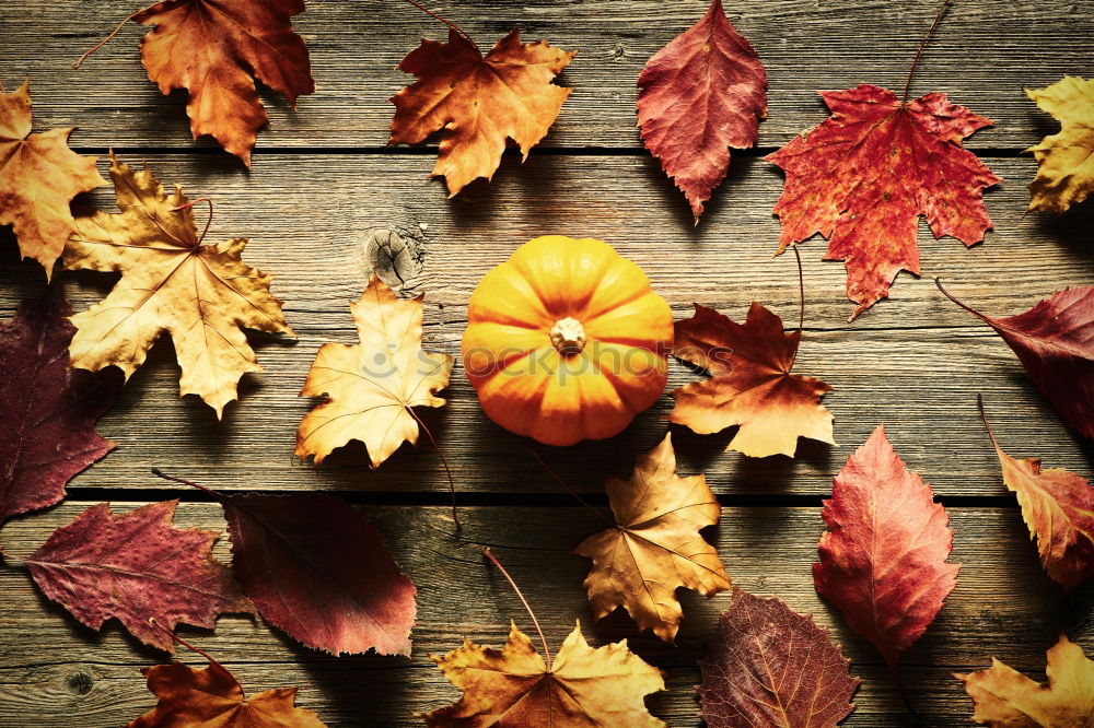 Similar – Autumn atmosphere on the garden table