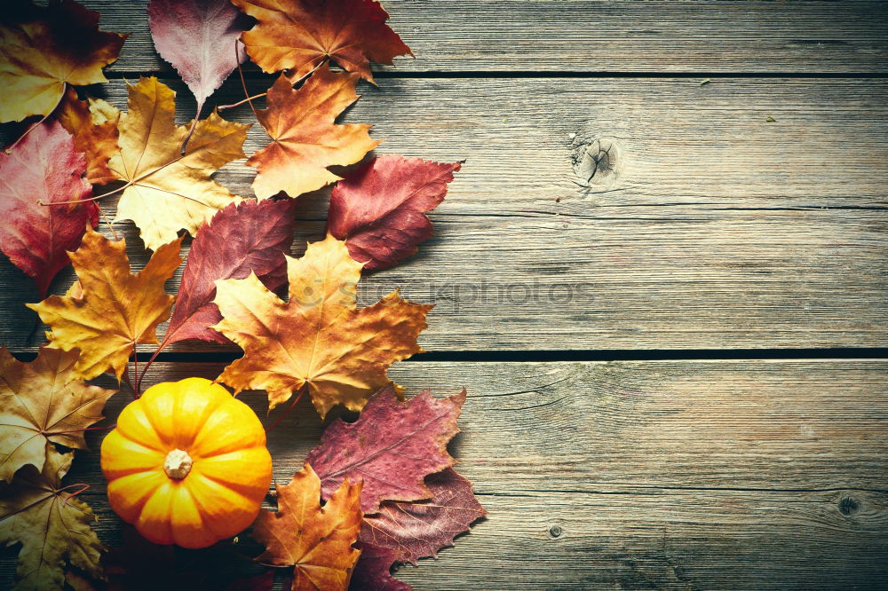 Similar – Autumn atmosphere on the garden table