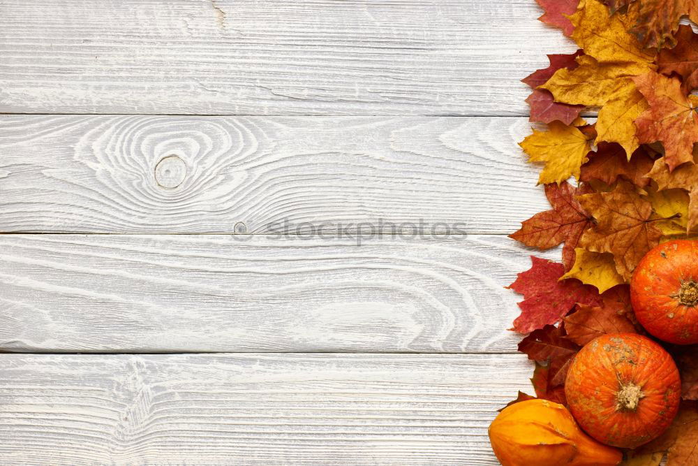 Similar – Image, Stock Photo Pumpkins in wooden box at the pumpkin harvest