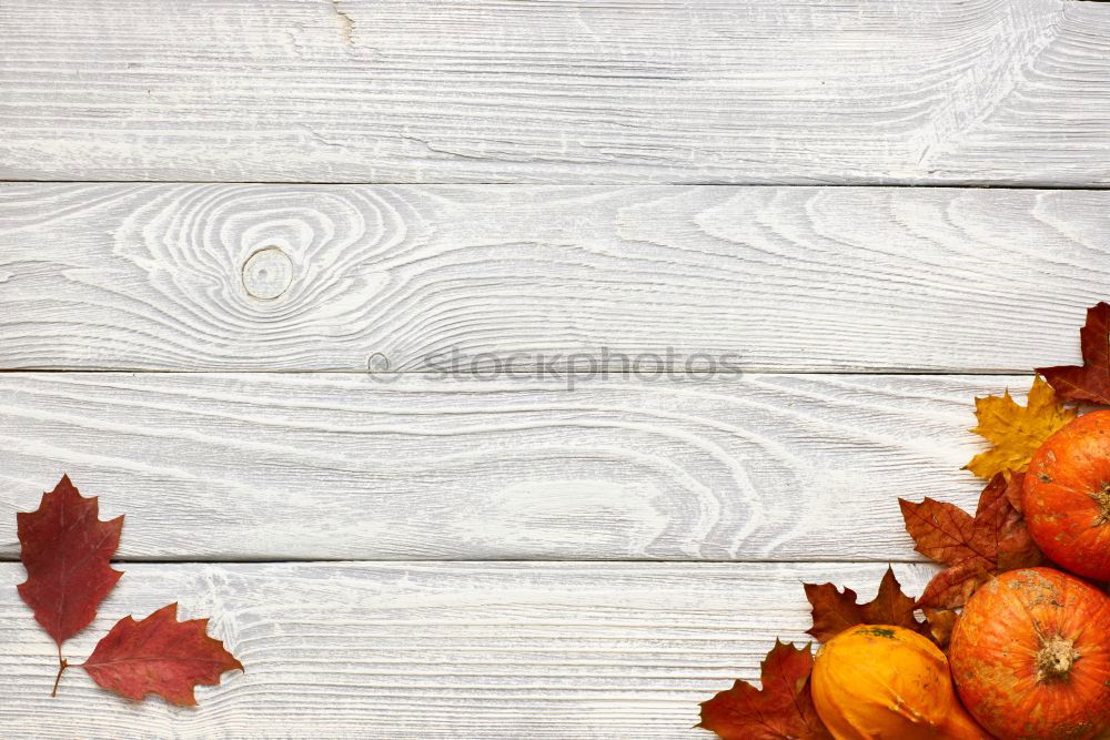 Similar – Image, Stock Photo Pumpkins in wooden box at the pumpkin harvest