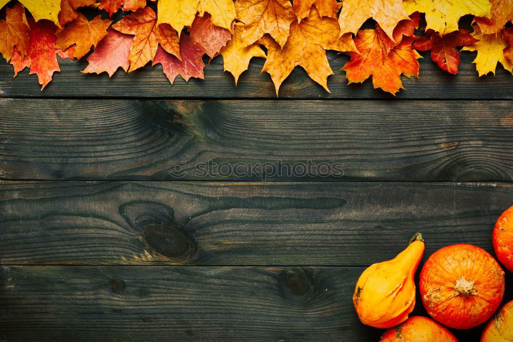 Similar – Image, Stock Photo Chestnut shoes in autumn forest