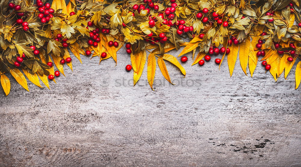 Background with garland of autumn leaves and berries