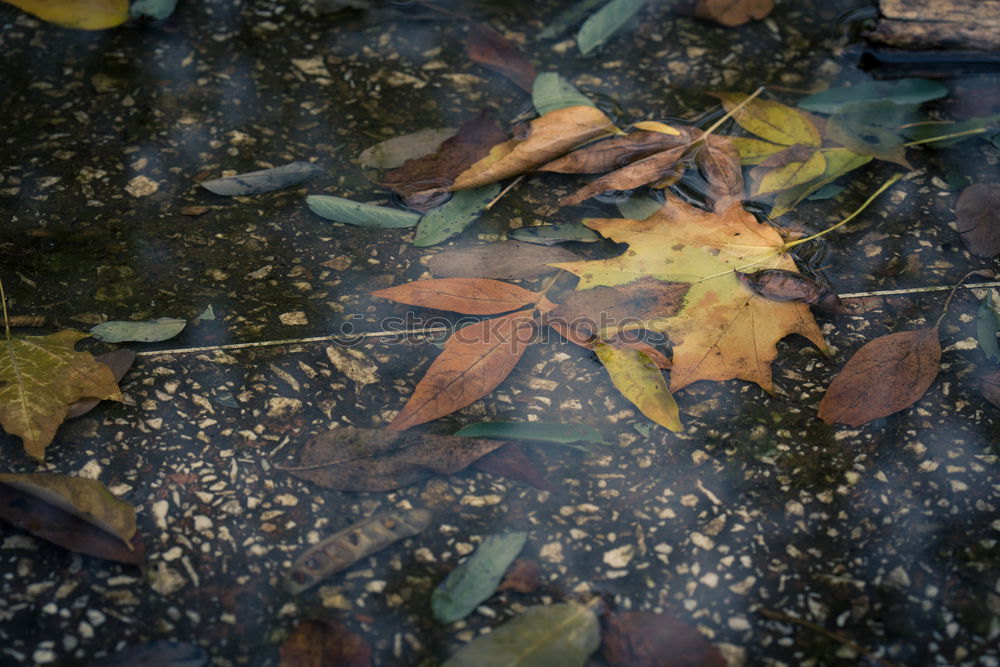 Similar – Image, Stock Photo foliage Nature