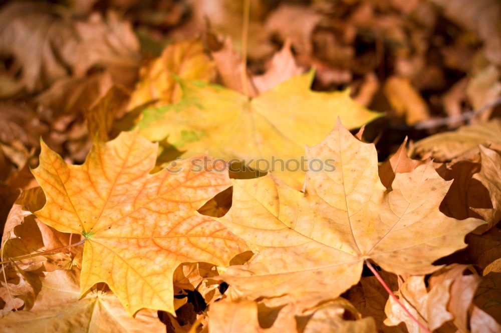 Similar – Image, Stock Photo Drops of leaves Nature