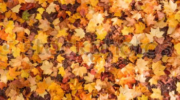 Similar – Image, Stock Photo Before winter Autumn Leaf