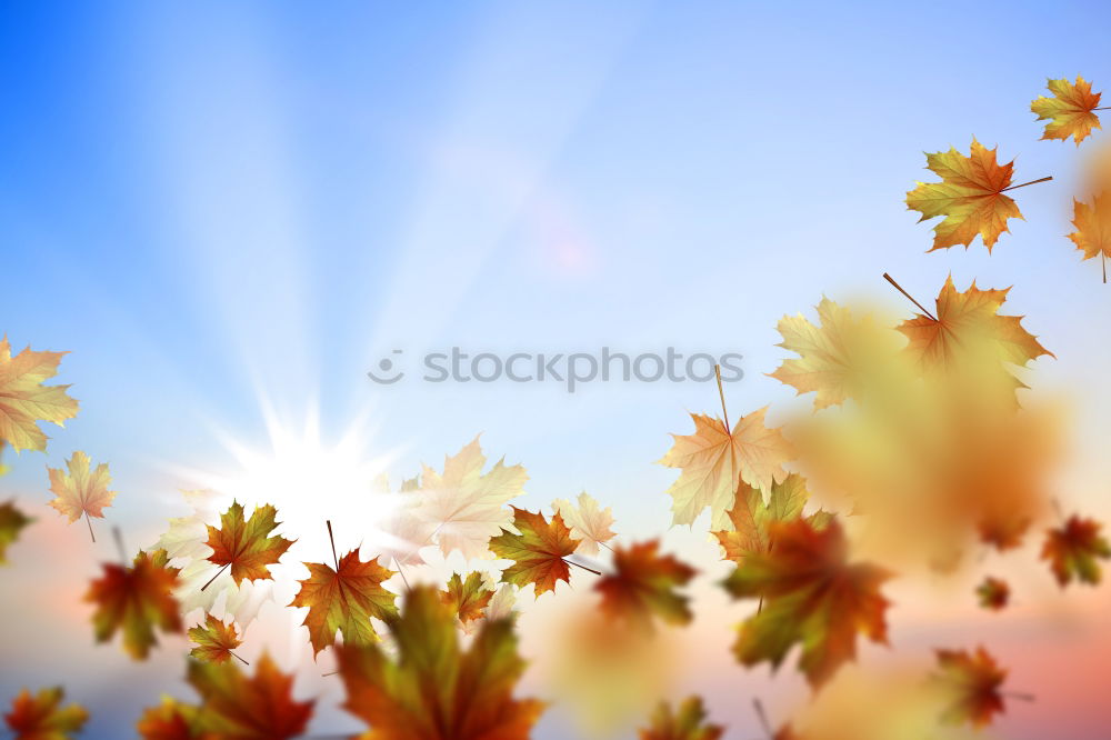 Similar – Image, Stock Photo Mallorcan flower Flower