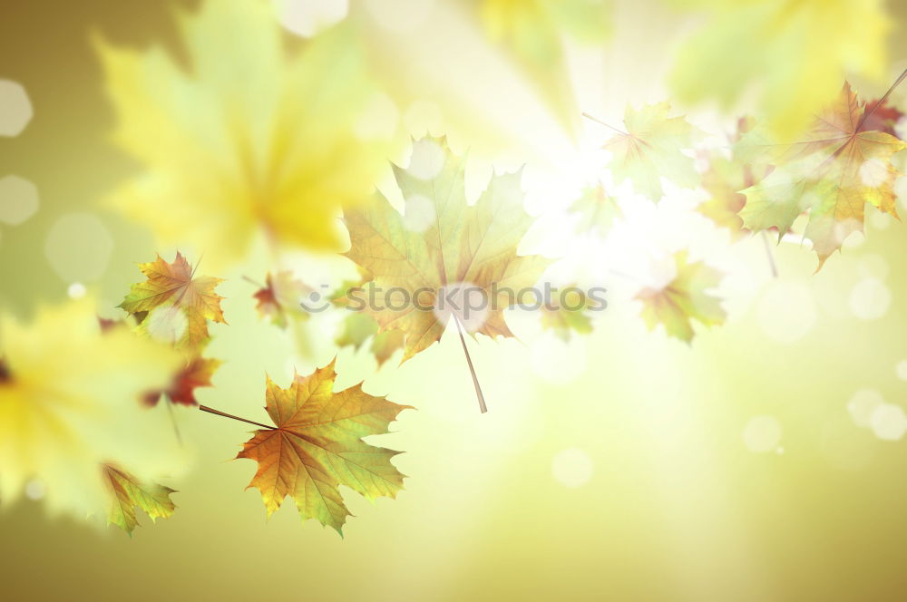 Similar – Spring background with green leaves and bokeh