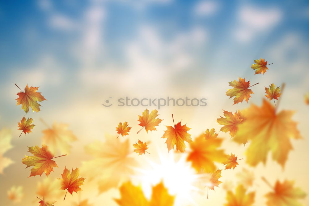 Similar – Image, Stock Photo blazing autumn… Nature