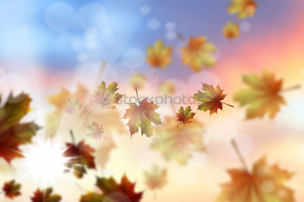 Similar – Image, Stock Photo blazing autumn… Nature