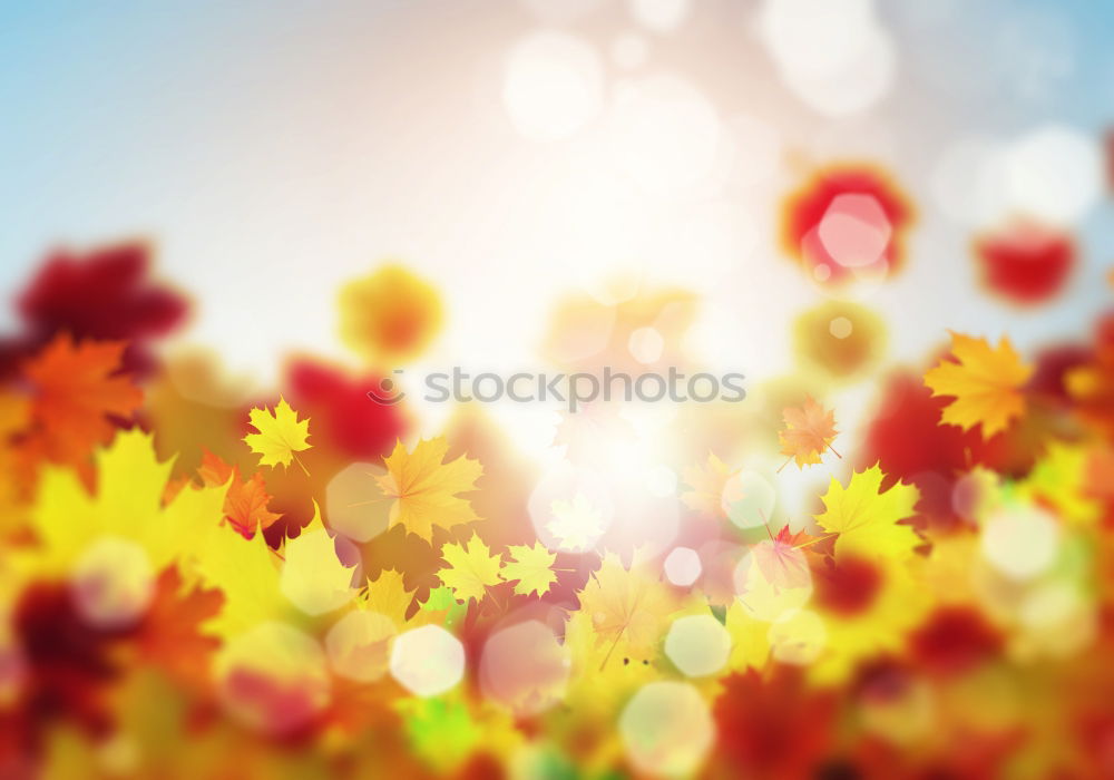 Similar – Image, Stock Photo tulips Flower Tulip