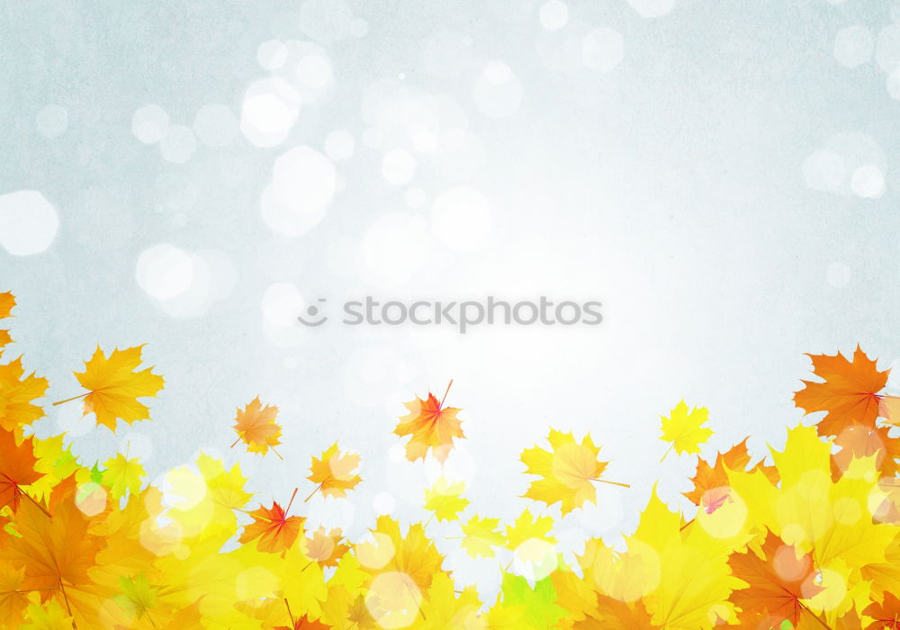 Similar – Autumn nature background with beautiful tree leaves