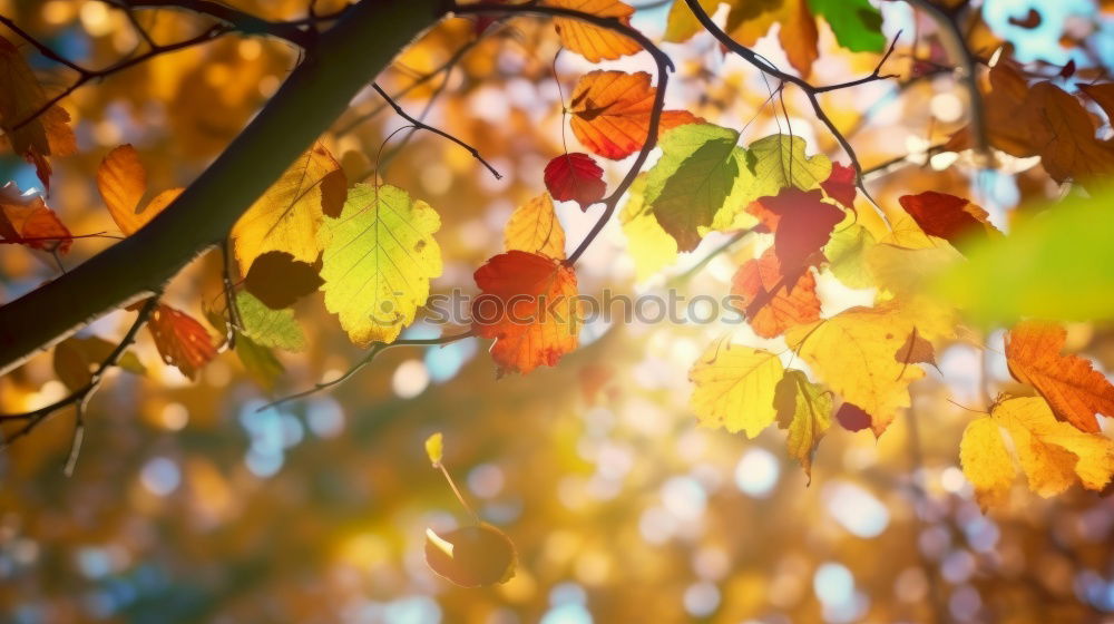 Similar – Herbstbeginn Natur