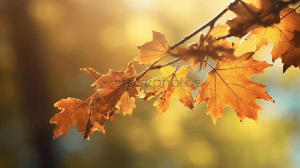 Similar – Image, Stock Photo Autumn leaf with sun rays