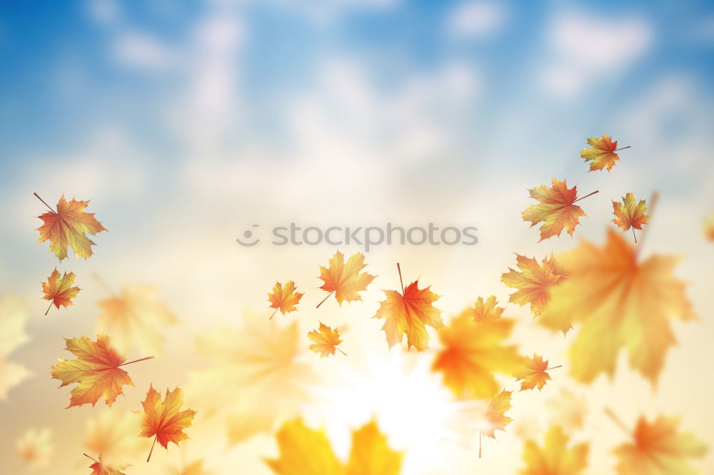 Similar – Autumn nature background with falling baun leaves