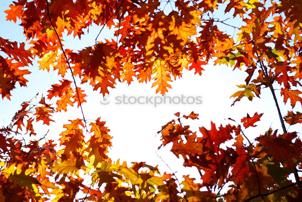 Similar – autumn foliage Red