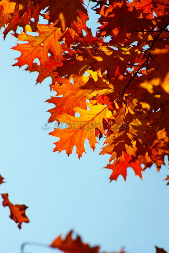 Similar – Image, Stock Photo red hazel leaves