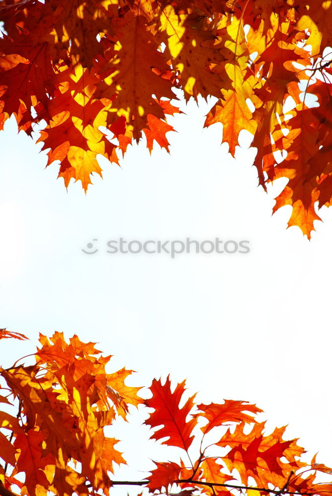 Similar – red maple in back light