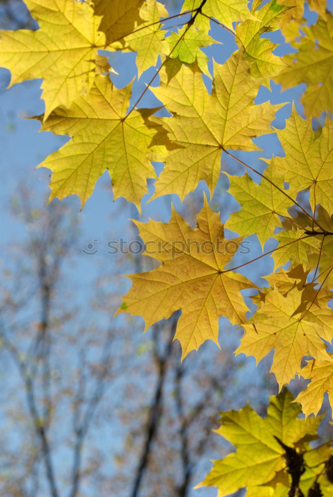 Similar – Image, Stock Photo maple Environment Nature