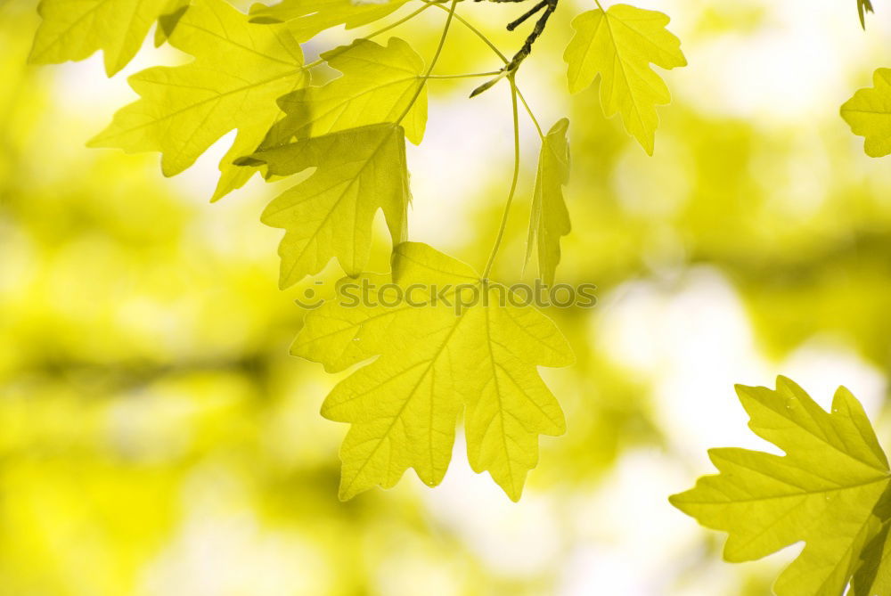 Similar – Foto Bild Frühlingstreiben grün gelb