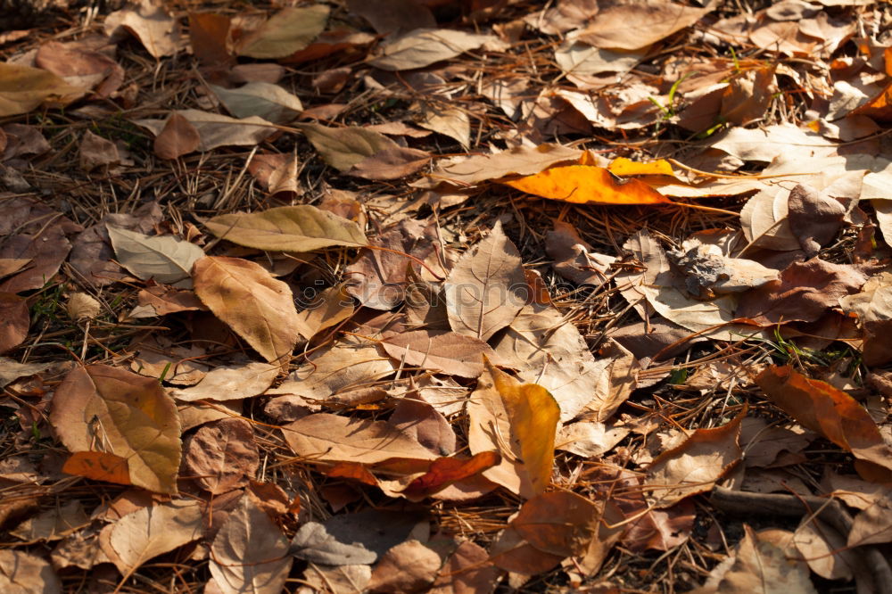 Similar – laub Natur Pflanze Blatt