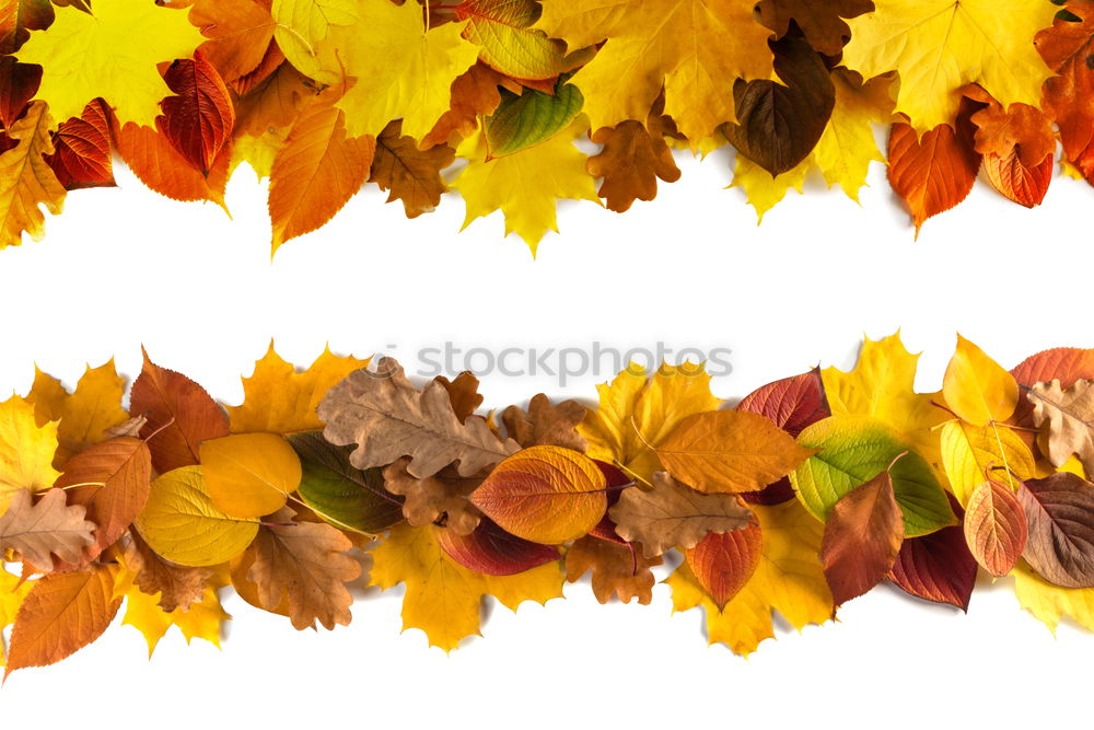 Similar – Foto Bild Laubbeine Blatt Herbst