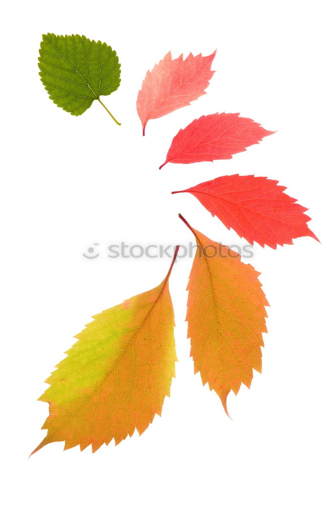 Similar – Autumn foliage III