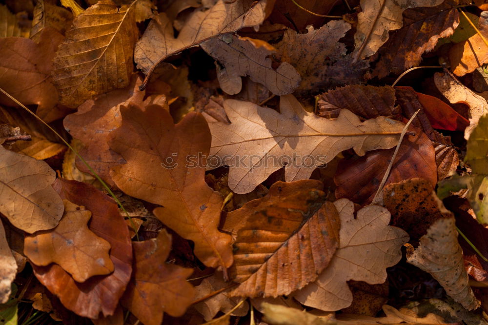 Similar – Waldboden Blatt