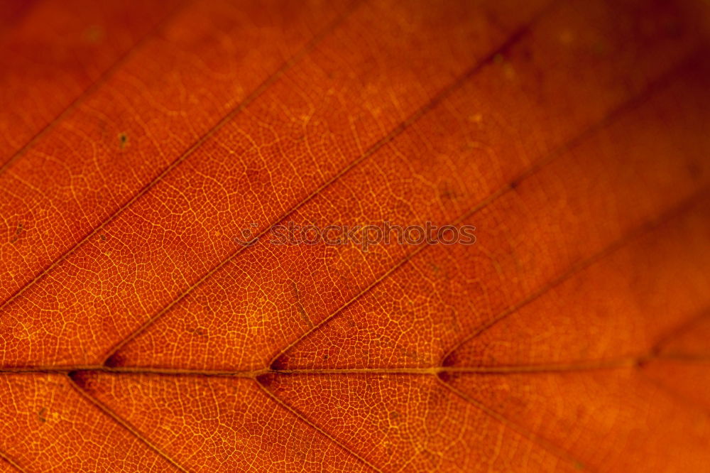 Similar – Image, Stock Photo Wood on wood Table