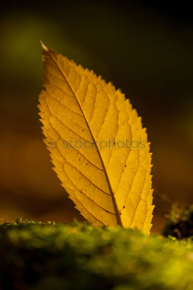 the thawing of the leaf during the process of shining.