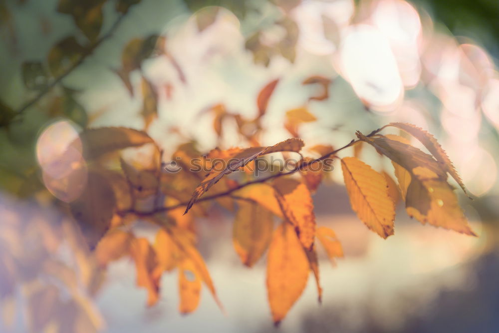 Similar – Image, Stock Photo Wild vine leaves in sunlight