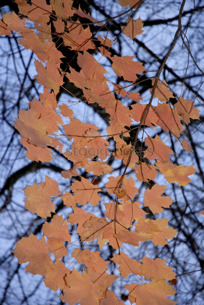 Similar – Image, Stock Photo Autumn is coming soon