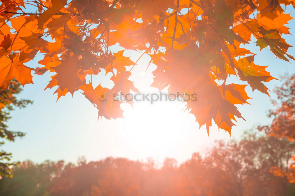 Similar – Image, Stock Photo Autumn leaf with sun rays