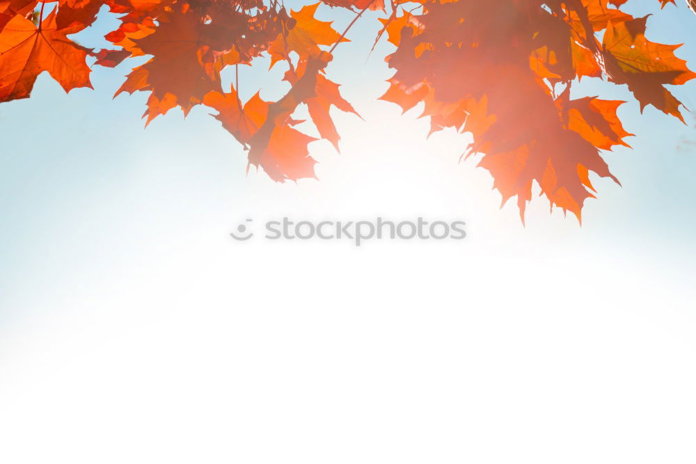 Similar – Image, Stock Photo blazing autumn… Nature