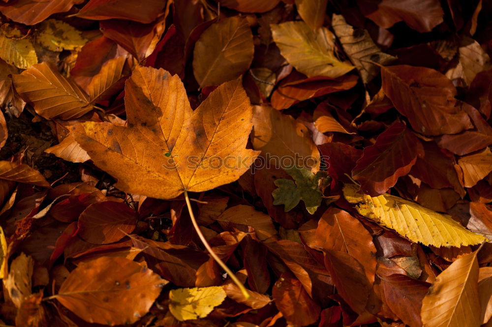 Similar – Waldboden Blatt