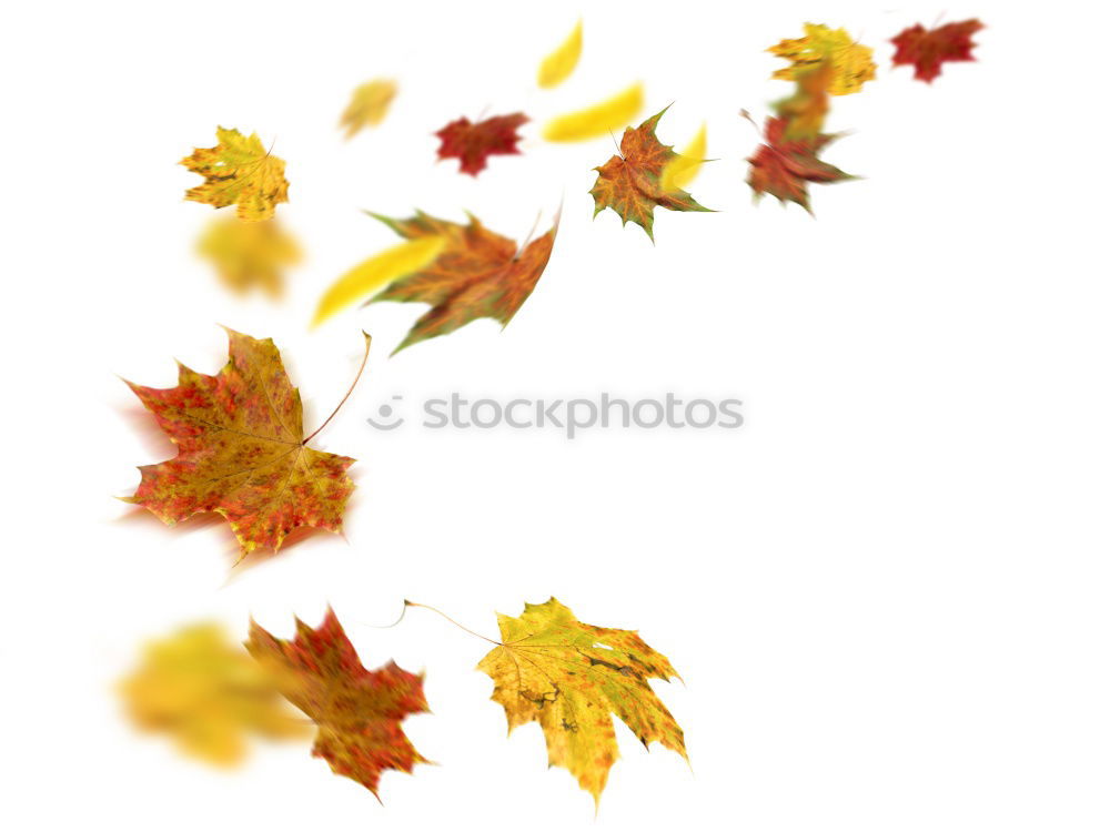 Similar – Autumn foliage V