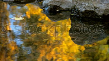 Similar – Image, Stock Photo autumn niche Nature Plant