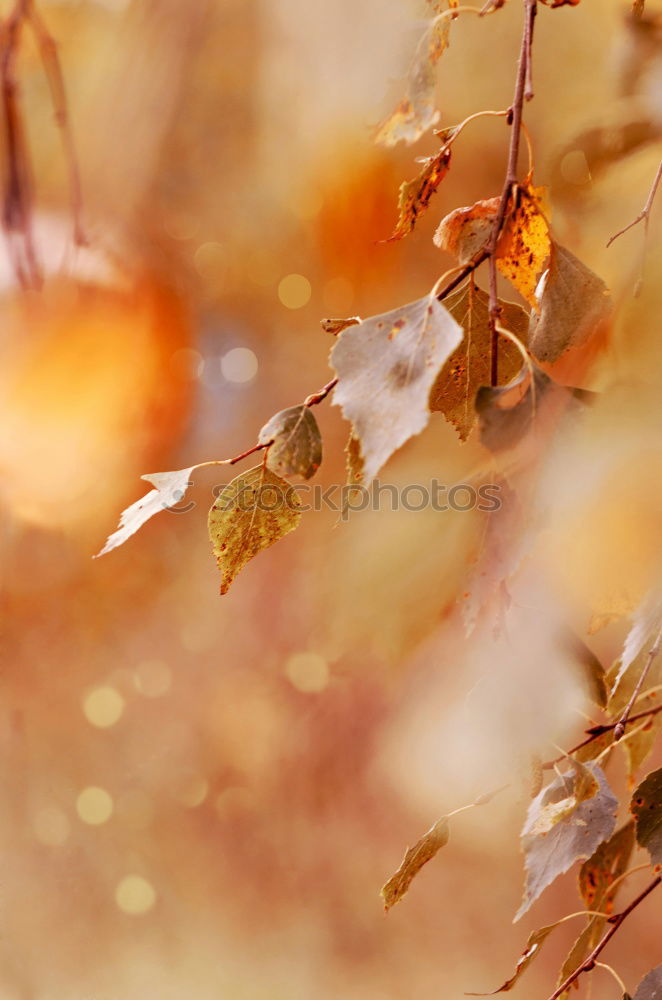 Image, Stock Photo Drops of leaves Nature