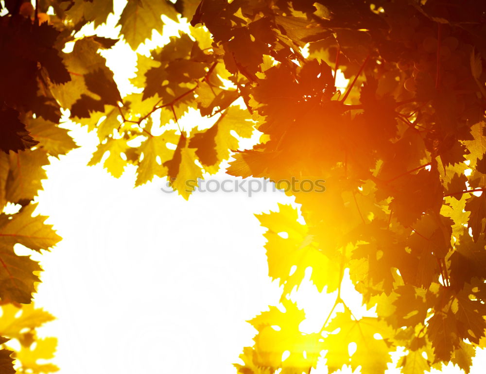 Similar – Image, Stock Photo spring warmth Spring Leaf