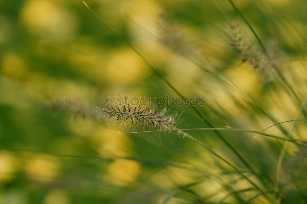 Similar – Flowers and Rust gelb