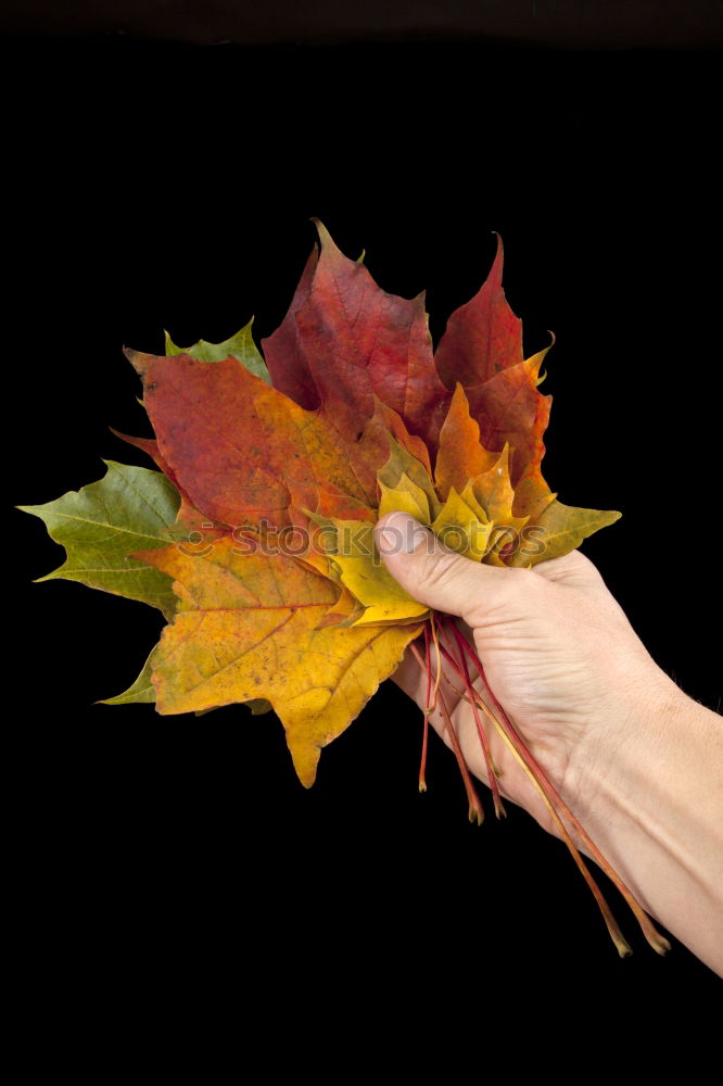 Gutes Blatt Herbst