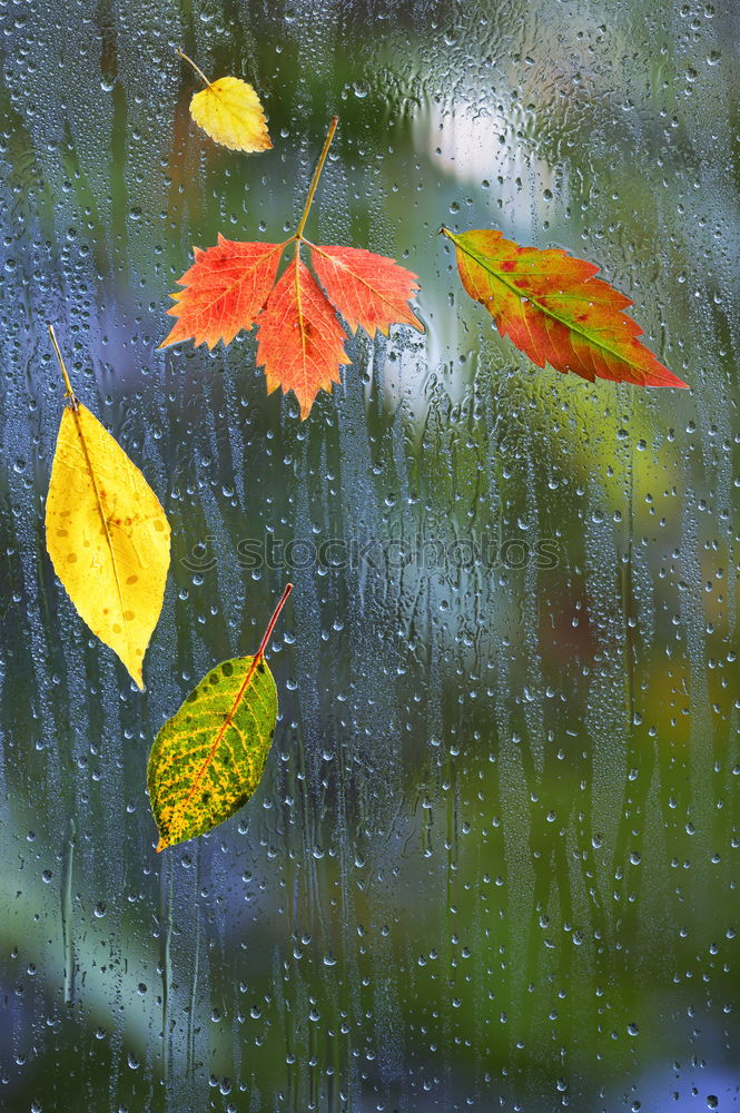 Autumn 5 Leaf Window Light